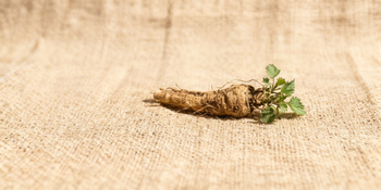 Stinging Nettle Root Extract